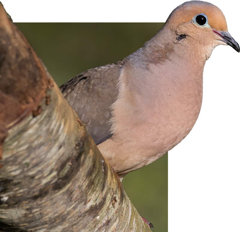 Close up of dove